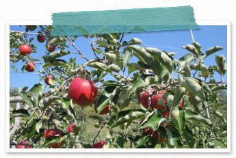 �������ߕi��